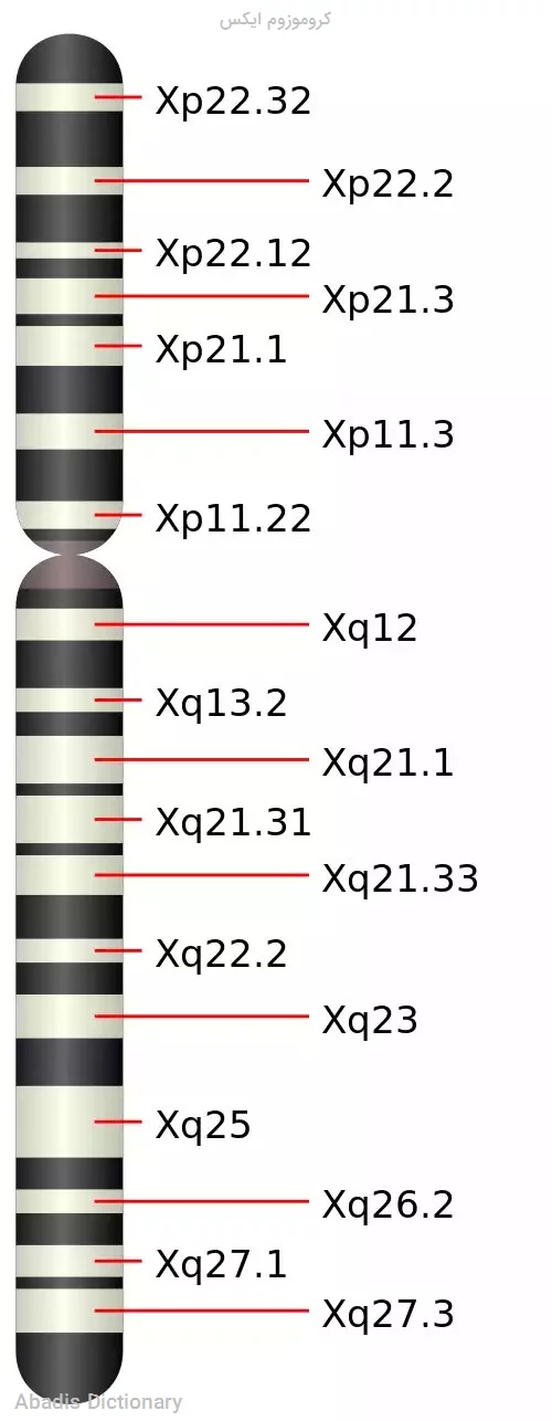 کروموزوم ایکس